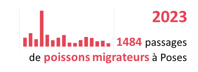 Poissons migrateurs